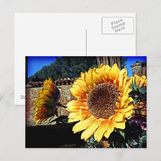 Sonnenblumen Postkarte (Vorne/Hinten)