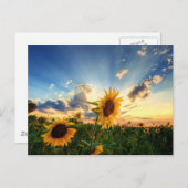 Sonnenblumen Postkarte (Vorne/Hinten)