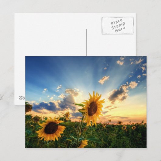 Sonnenblumen Postkarte (Vorne/Hinten)