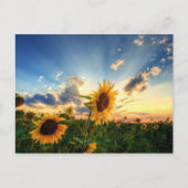 Sonnenblumen Postkarte (Vorderseite)