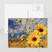 Sonnenblumen Postkarte (Vorne/Hinten)