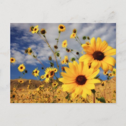 Sonnenblumen Postkarte (Vorderseite)