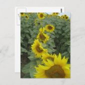 Sonnenblumen Postkarte (Vorne/Hinten)