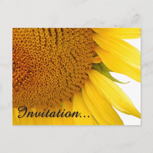 Sonnenblumen Postkarte (Vorderseite)