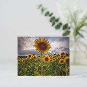 Sonnenblumen Postkarte (Stehend Vorderseite)