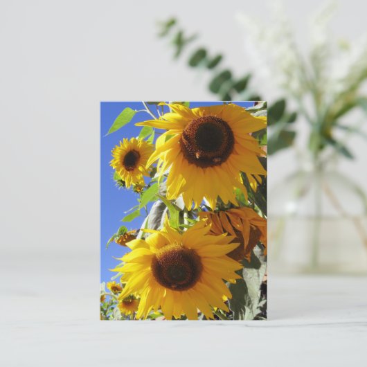 Sonnenblumen Postkarte (Stehend Vorderseite)