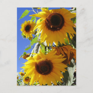 Sonnenblumen Postkarte