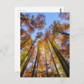 Sonnenblumen Postkarte (Vorne/Hinten)