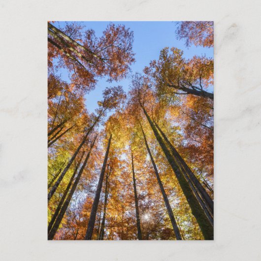 Sonnenblumen Postkarte (Vorderseite)