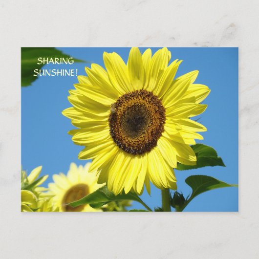 SONNENBLUMEN POSTKARTEN SONNIGE POSTKARTEN (Vorderseite)