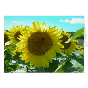 Sonnenblumen-Power - Karte