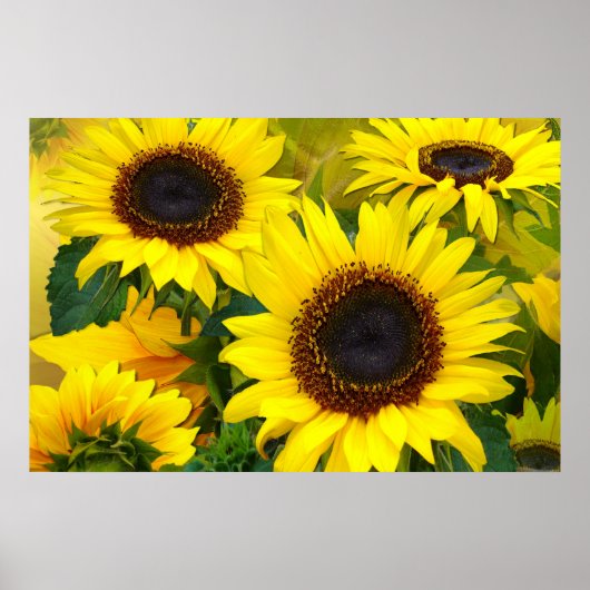 Sonnenblumen-Printwerbung Poster (Vorne)