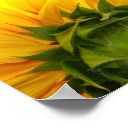 Sonnenblumen-Printwerbung Poster (Ecke)