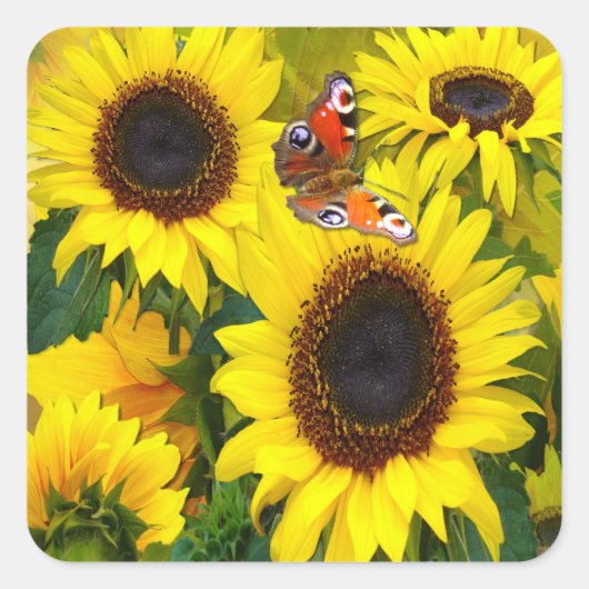 Sonnenblumen Quadratischer Aufkleber (Vorderseite)