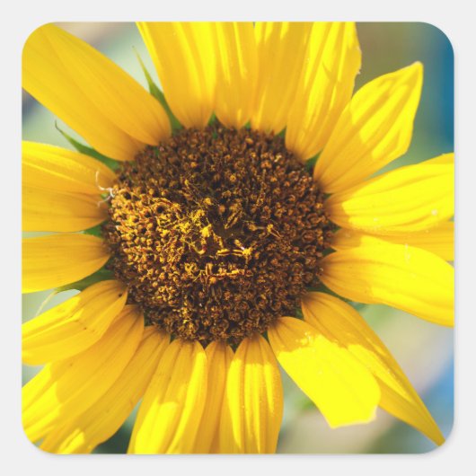 Sonnenblumen  quadratischer aufkleber (Vorderseite)