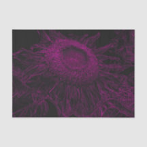 Sonnenblumen Rosa Schwarze Blütenkunst Entdeckungs