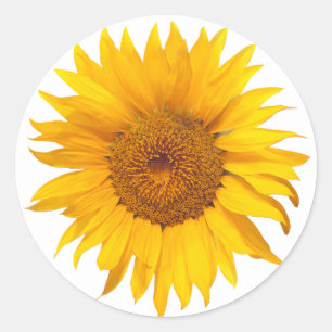Sonnenblumen-Rustikale-Blumen-Hochzeitsgunst Runder Aufkleber