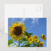 Sonnenblumen & Schmetterlinge Postkarte (Vorne/Hinten)