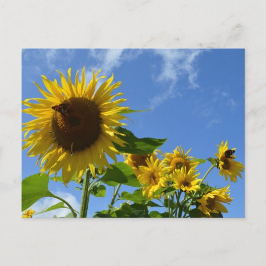 Sonnenblumen & Schmetterlinge Postkarte (Vorderseite)