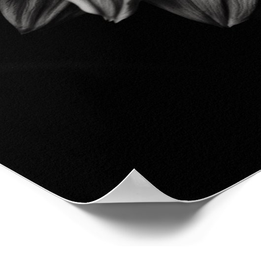 Sonnenblumen Schwarz und Weiß Poster (Ecke)