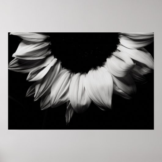 Sonnenblumen Schwarz und Weiß Poster (Vorne)