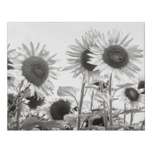 Sonnenblumen Schwarz-Weiß-Kunstfotografie