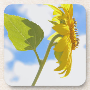 Sonnenblumen-Sky-Foto Getränkeuntersetzer