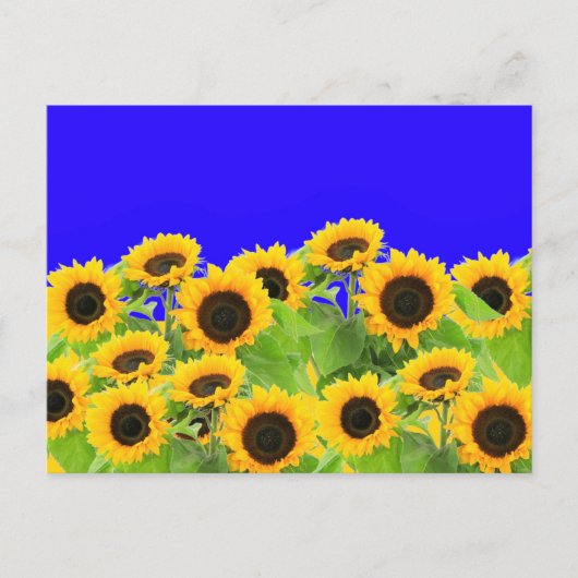 Sonnenblumen Sommer Postkarten (Vorderseite)