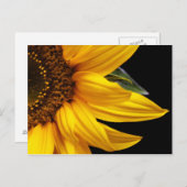 Sonnenblumen - Sonnenblumen - Maßgeschneiderte Vor Postkarte (Vorne/Hinten)