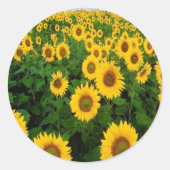 Sonnenblumen Sticker (Vorderseite)