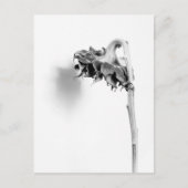 Sonnenblumen Stillleben Schwarz und Weiß Postkarte (Vorderseite)