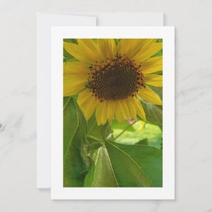 Sonnenblumen-Strahlung: individuelle Einladung