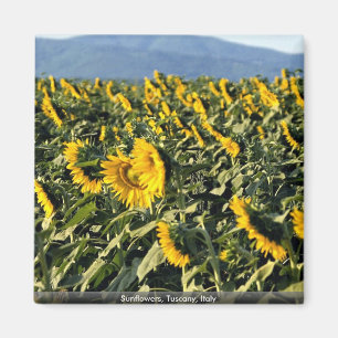 Sonnenblumen, Toskana, Italien Magnet