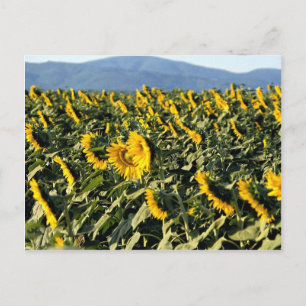 Sonnenblumen, Toskana, Italien Postkarte