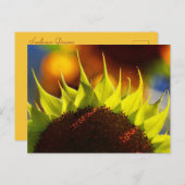 Sonnenblumen Träume Postkarte (Vorne/Hinten)