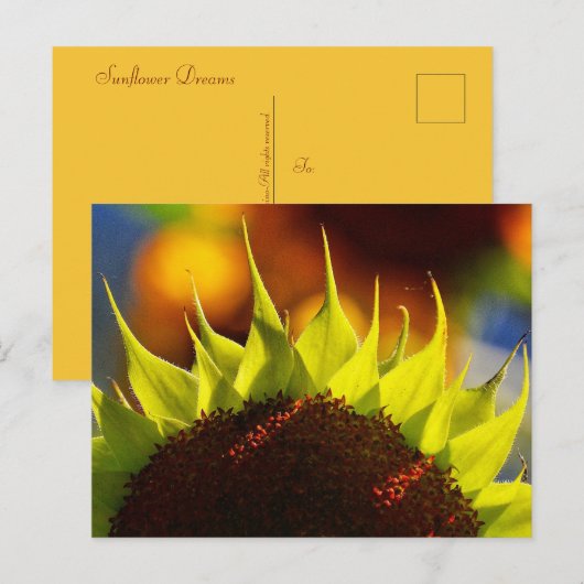 Sonnenblumen Träume Postkarte (Vorne/Hinten)