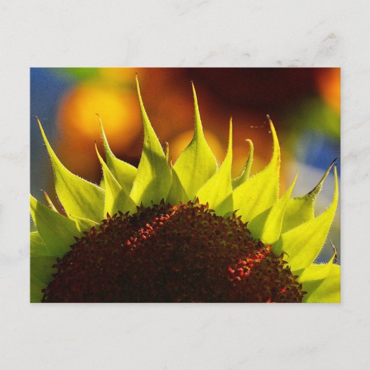 Sonnenblumen Träume Postkarte (Vorderseite)