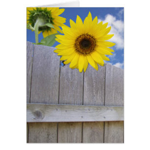 Sonnenblumen über Zaun