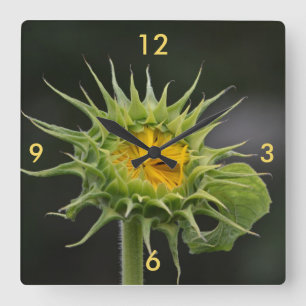 Sonnenblumen-Uhr Quadratische Wanduhr