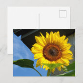 Sonnenblumen und Bienen Postkarte (Vorne/Hinten)