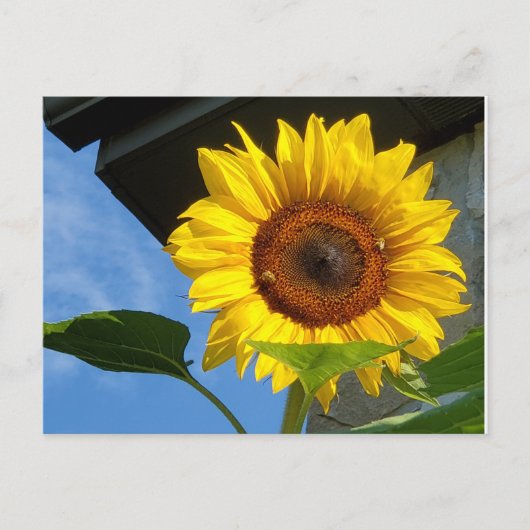Sonnenblumen und Bienen Postkarte (Vorderseite)