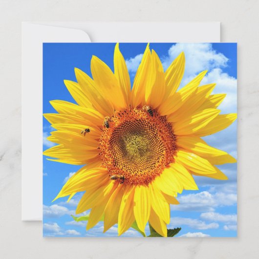 Sonnenblumen und Bienenkarte Karte (Rückseite)