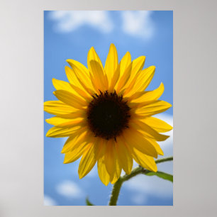 Sonnenblumen und Blue Sky Poster