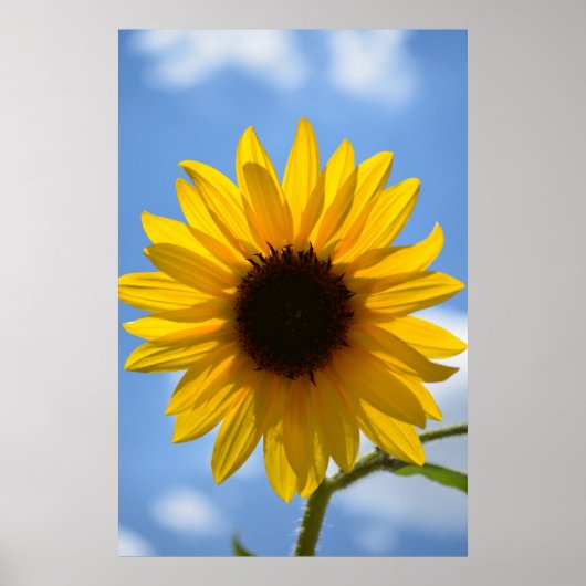 Sonnenblumen und Blue Sky Poster (Vorne)