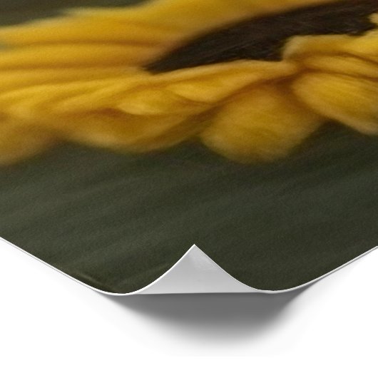 Sonnenblumen und Chocolate Havanese Puppy von Hava Poster (Ecke)