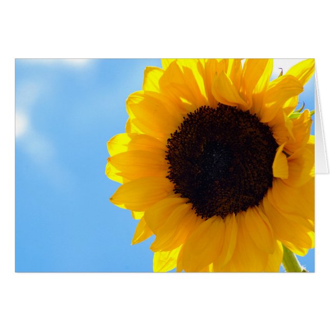 Sonnenblumen und Himmel (Vorderseite (Horizontal))