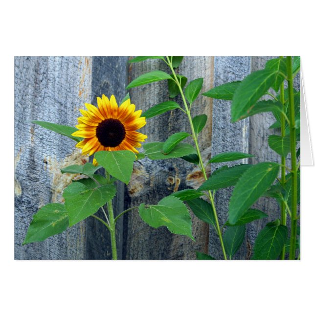Sonnenblumen und Holzwand (Vorderseite (Horizontal))