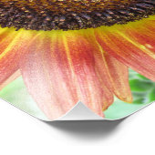 Sonnenblumen und Hummeln, Boston 8x10 Foto (Ecke)