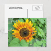Sonnenblumen und Hummeln Postkarte (Vorne/Hinten)