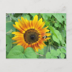 Sonnenblumen und Hummeln Postkarte
